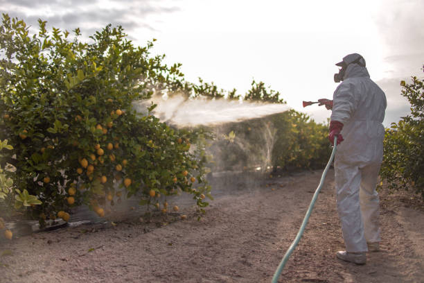 Best Pest Control Near Me  in Westwood, CA