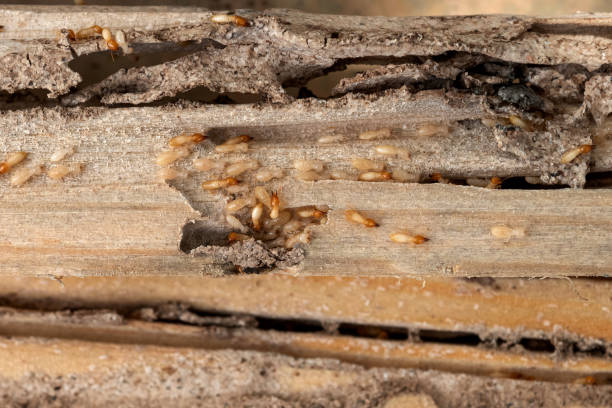 Best Pest Control Near Me  in Westwood, CA