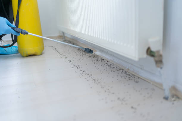 Pest Control for Restaurants in Westwood, CA